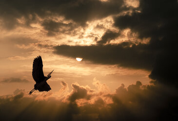 Crane at sunset, dramatic cloudy atmosphere - SKAF000005