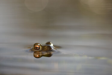 Peeking Common toad in water - MJOF001156