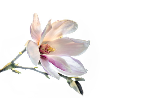 Magnolienblüte vor weißem Hintergrund, lizenzfreies Stockfoto