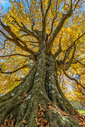 Italien, Marken, Baum im Herbst, tiefer Blickwinkel - LOMF000253