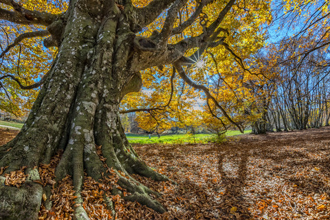 Italien, Marken, Baum im Herbst, lizenzfreies Stockfoto