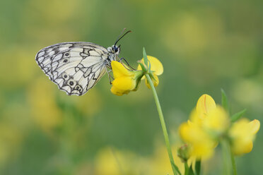 Marmoriertes Weiß, Melanargia galathea - RUEF001660