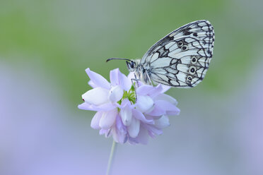 Marmorierter Weißling, Melanargia galathea, sitzend auf Kronenwurzel, Securigera varia - RUEF001662