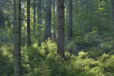Deutschland, Sachsen, Wald, Nationalpark Sächsische Schweiz, Gegenlicht - RUEF001693