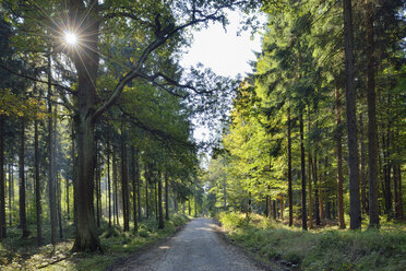 Deutschland, Sachsen, Nationalpark Sächsische Schweiz, Waldkutschenweg mit Sonne, Kirnitzschtal, Nationalpark Sächsische Schweiz - RUEF001694