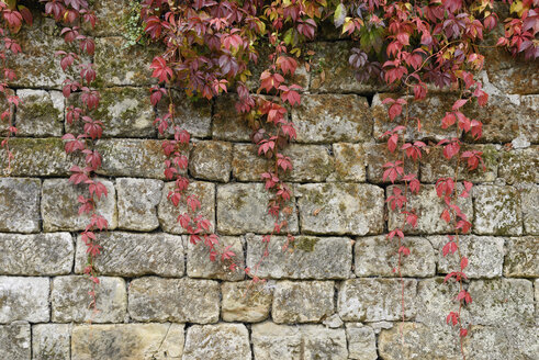 Japanische Schlingpflanze, Parthenocissus tricuspidata, im Herbst an einer Steinmauer - RUEF001697