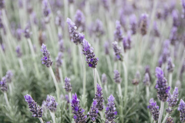 Blossoming lavender - ABZF000304