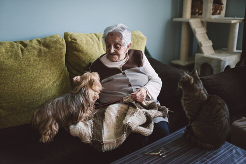 Senior woman sitting on the coach of her living room with her Yorkshire Terrier while her cat watching them - RAEF000971