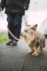 Yorkshire Terrier going walkies - RAEF000974