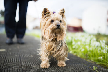 Porträt eines Yorkshire Terriers - RAEF000978