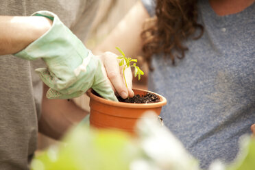 Man and woman planting Moringa seedling - MFRF000517