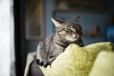 Portrait of twinkling cat lying on backrest of couch - RAEF000980