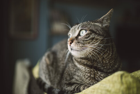 Porträt einer getigerten Katze, die auf der Rückenlehne einer Couch liegt und etwas beobachtet - RAEF000981