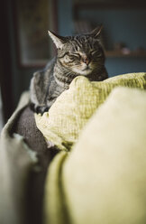 Portrait of tabby cat relaxing on backrest of couch - RAEF000982