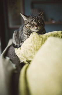 Porträt einer getigerten Katze, die sich auf der Rückenlehne einer Couch ausruht - RAEF000982