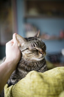 Männerhand streichelt getigerte Katze, die auf der Rückenlehne der Couch liegt - RAEF000983