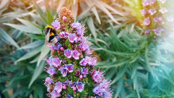 Biene saugt Pollen an einer Pflanze mit violetten Blüten - GEMF000819