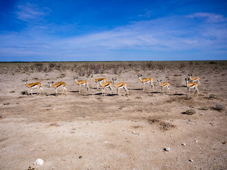 Namibia, Etosha-Nationalpark, Okaukuejo, Springböcke - AMF004819