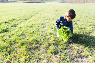 Boy with lettuce on field - VABF000409