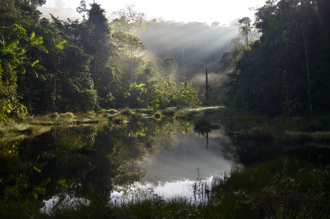 Brasilien, Para, Amazonas-Regenwald, Teich am Morgen, lizenzfreies Stockfoto
