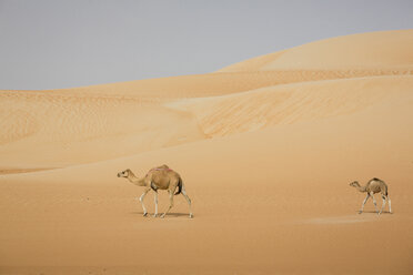 VAE, Rub' al Khali, zwei Kamele laufen durch die Wüste - MAUF000398
