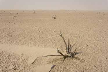 VAE, Rub' al Khali, tote Pflanze in der Wüste - MAUF000402
