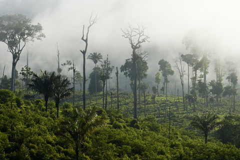 Brazil, Para, Itaituba, Amazon rainforest, slash and burn stock photo