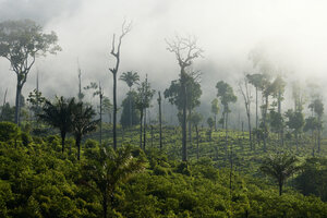 Brasilien, Para, Itaituba, Amazonas-Regenwald, Brandrodung - FLKF000677
