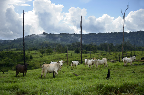 Brasilien, Para, Amazonas-Regenwald, Itaituba, Brandrodung, gerodet, Kühe auf Weideland, lizenzfreies Stockfoto