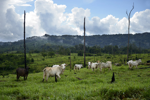 Brazil, Para, Amazon rainforest, Itaituba, slash and burn, cleared, cows on pastureland stock photo