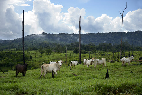 Brasilien, Para, Amazonas-Regenwald, Itaituba, Brandrodung, gerodet, Kühe auf Weideland - FLKF000680