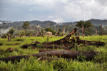 Brazil, Para, Itaituba, Amazon rainforest, slash and burn, reclamation of pastureland - FLKF000681