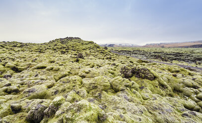 Island, moosbewachsene Lavafelder - EPF000048