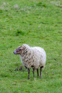 Schafe auf einer Wiese - MHF000385