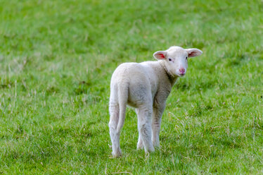 Lamm auf einer Wiese - MHF000386