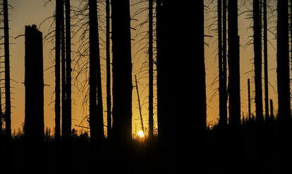 Germany, Saxony-Anhalt, Harz National Park, dead firs in the evening - PVCF000819