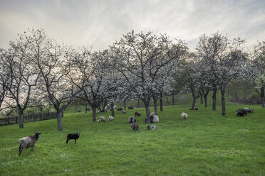 Germany, Stapelburg, flock of sheep and flowering cherry trees in the evening - PVCF000822