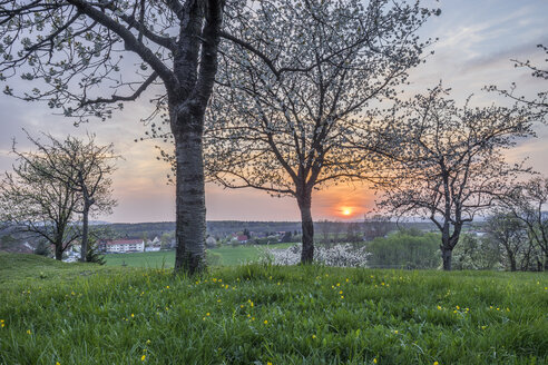 Deutschland, Stapelburg, blühende Kirschbäume am Abend - PVCF000823