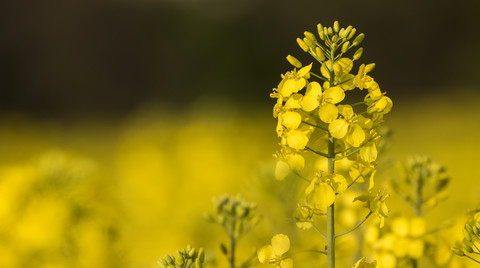 Rapsblüte, Brassica napus, lizenzfreies Stockfoto