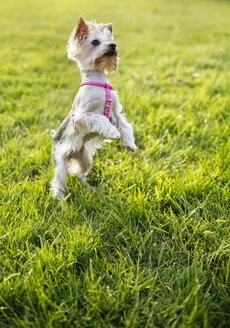 Yorkshire Terrier auf Hinterbeinen stehend auf einer Wiese - MGOF001699