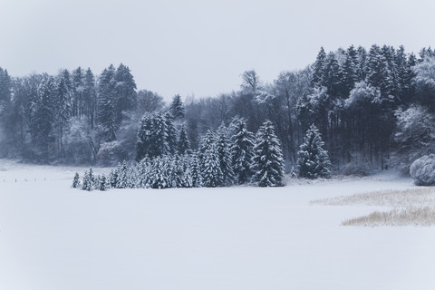 Deutschland, Bayern, Schneebedeckter Wald im Isartal, lizenzfreies Stockfoto