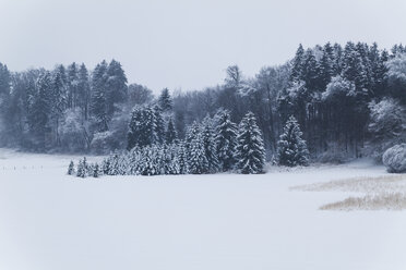 Deutschland, Bayern, Schneebedeckter Wald im Isartal - TCF004937