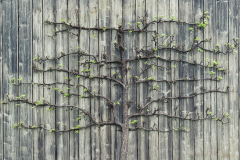 Pear tree growing on old wooden wall stock photo