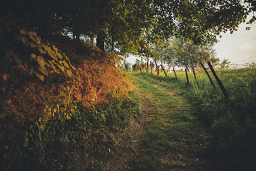 Austria, Styria, Leutschach, path in late summer - AIF000307