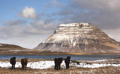 Island, Halbinsel Snaefellsnes, Grundafjoerdur, Kirkjufell, Islandpferde - FCF000912