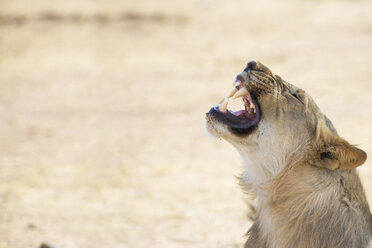 Namibia, Etosha National Park, roaring young lion - GEMF000842