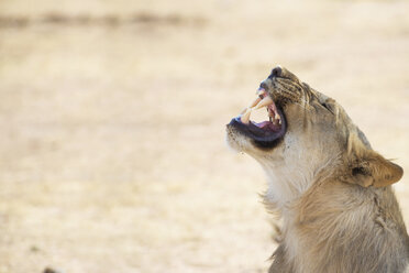 Namibia, Etosha-Nationalpark, brüllender junger Löwe - GEMF000842