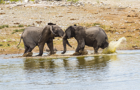 Kämpfende Elefanten, Loxodonta africana, am Wasserloch, lizenzfreies Stockfoto