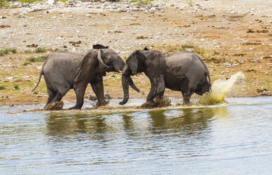 Kämpfende Elefanten, Loxodonta africana, am Wasserloch - AMF004831