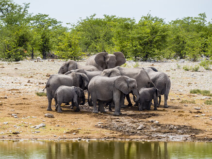 Elefantenherde, Loxodonta africana, Elefantenbulle und Jungtiere am Wasserloch - AMF004832